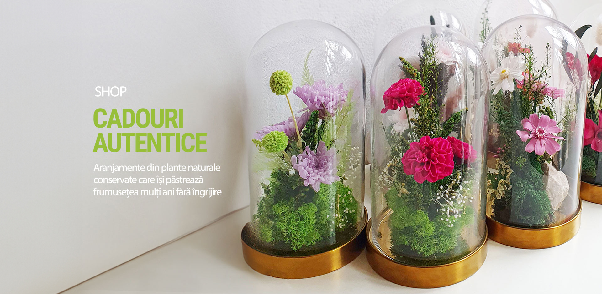 Aranjamente decorative plante stabilizate