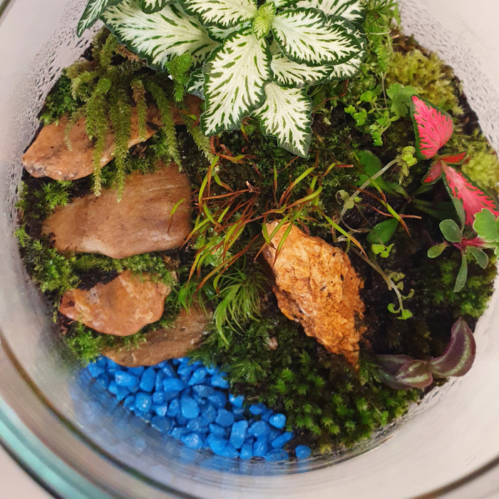 Terariu în vas de sticlă peisaj natural "Stairway to Heaven" [3]