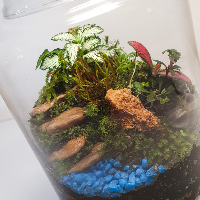 Terariu în vas de sticlă peisaj natural "Stairway to Heaven" [2]