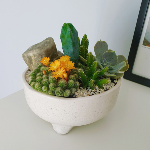 Terariu în vas de ceramică deschis cu cactuși și plante suculente DecoTerrarium [2]