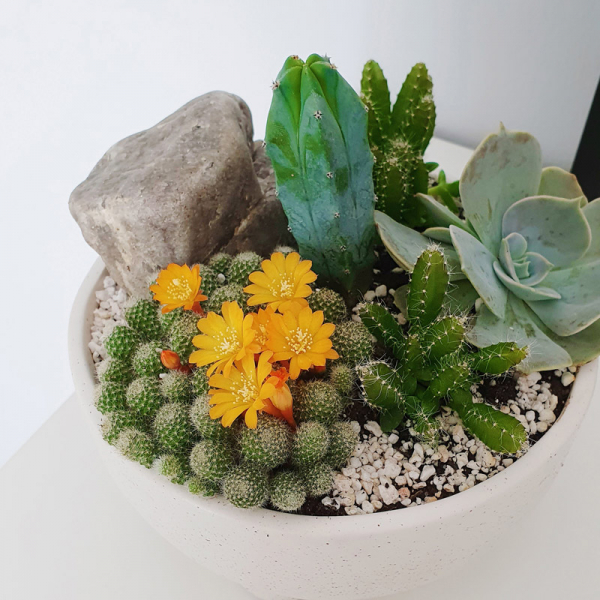 Terariu în vas de ceramică deschis cu cactuși și plante suculente DecoTerrarium [3]