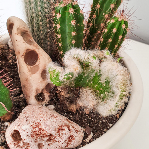 Terariu în vas de ceramică colecție cactuși DecoTerrarium [2]