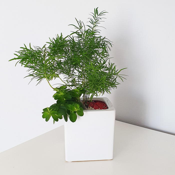 Aranjament in vas de ceramica cu plante naturale [2]
