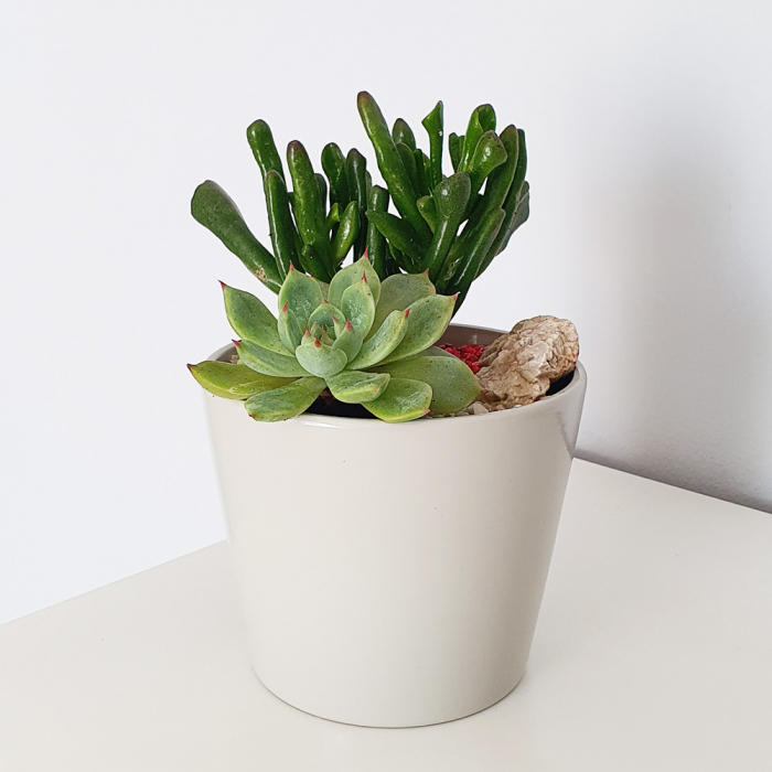 Aranjament in vas de ceramica cu plante suculente [2]