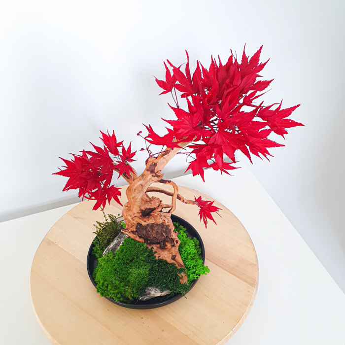 Bonsai artar japonez rosu stabilizat , in vas de ceramica [2]