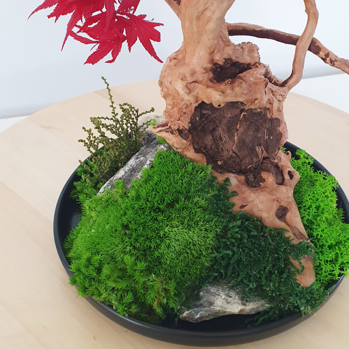 Bonsai artar japonez rosu stabilizat , in vas de ceramica [6]