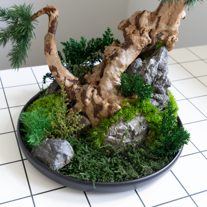 Bonsai artar japonez verde stabilizat , in vas de ceramica [3]