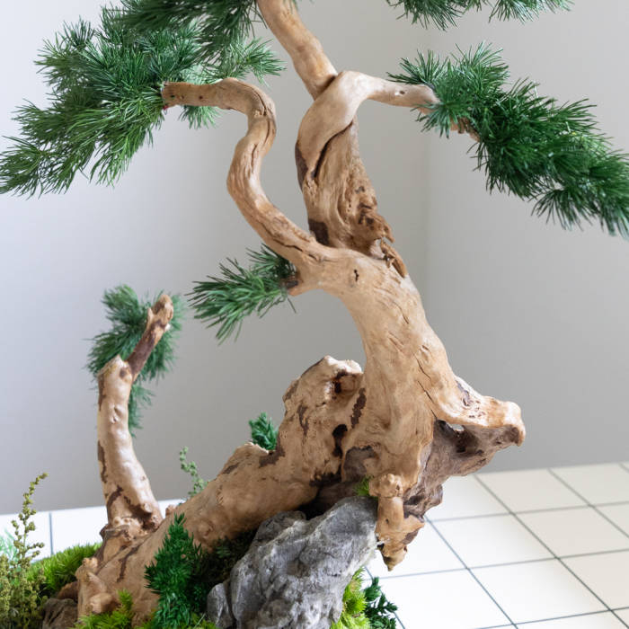 Bonsai artar japonez verde stabilizat , in vas de ceramica [2]