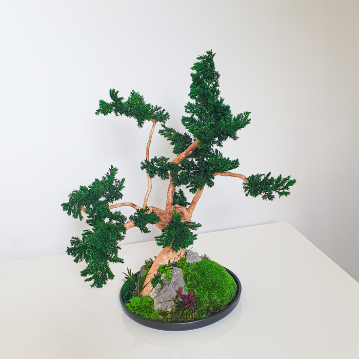 Bonsai ienupar verde stabilizat , in vas de ceramica 35 cm [4]