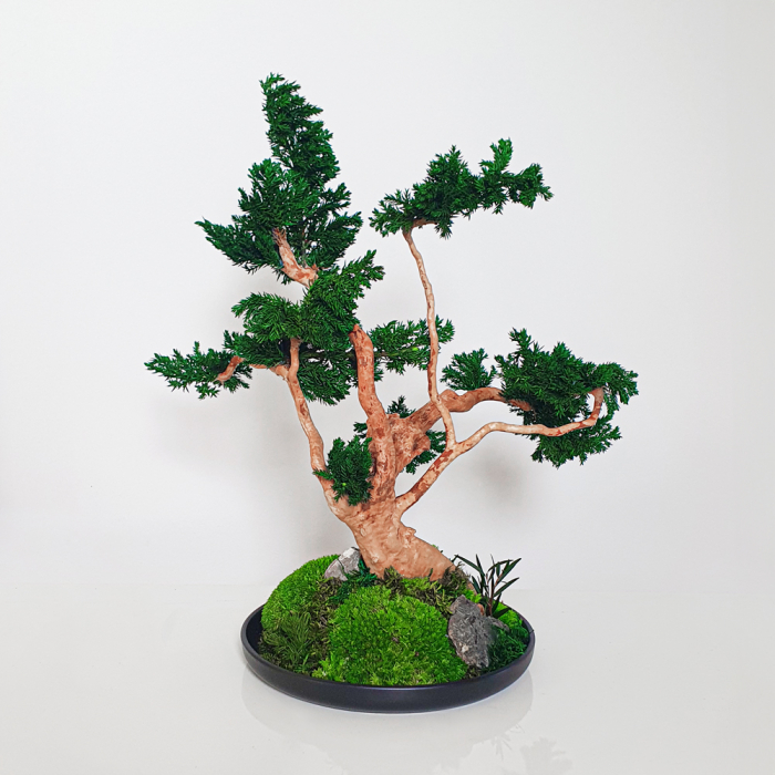 Bonsai ienupar verde stabilizat , in vas de ceramica 35 cm [2]