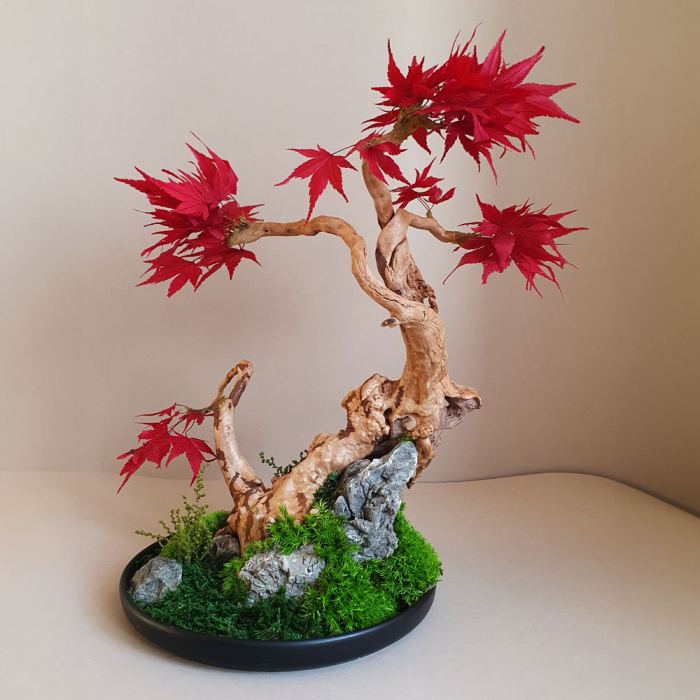 Bonsai artar japonez rosu stabilizat , in vas de ceramica [5]