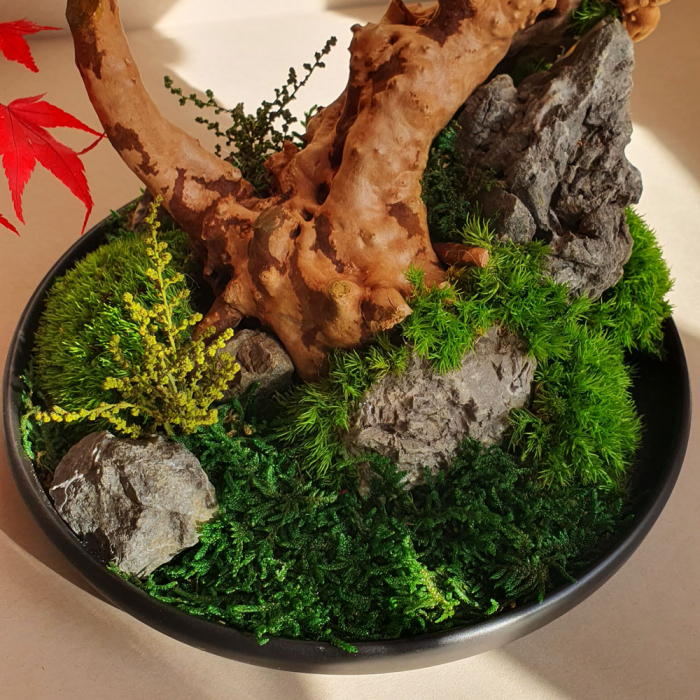 Bonsai artar japonez rosu stabilizat , in vas de ceramica [4]