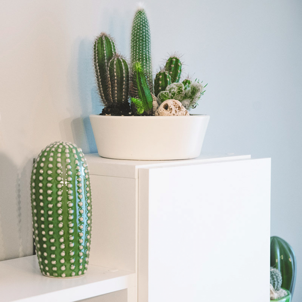 Terariu în vas de ceramică colecție cactuși DecoTerrarium [3]
