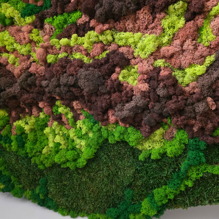 Harta geografică  a României din licheni şi muşchi , dimensiune 140x100 cm [3]