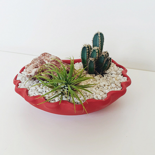 Terariu în vas de ceramică cu cactus și plantă aeriană "Scoică" DecoTerrarium [2]