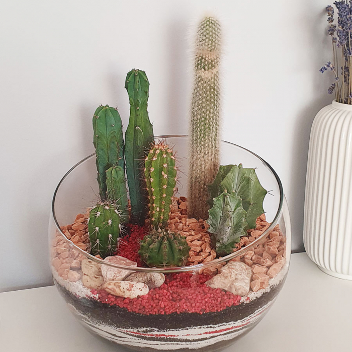 Terariu "Colecție cactuși" [2]