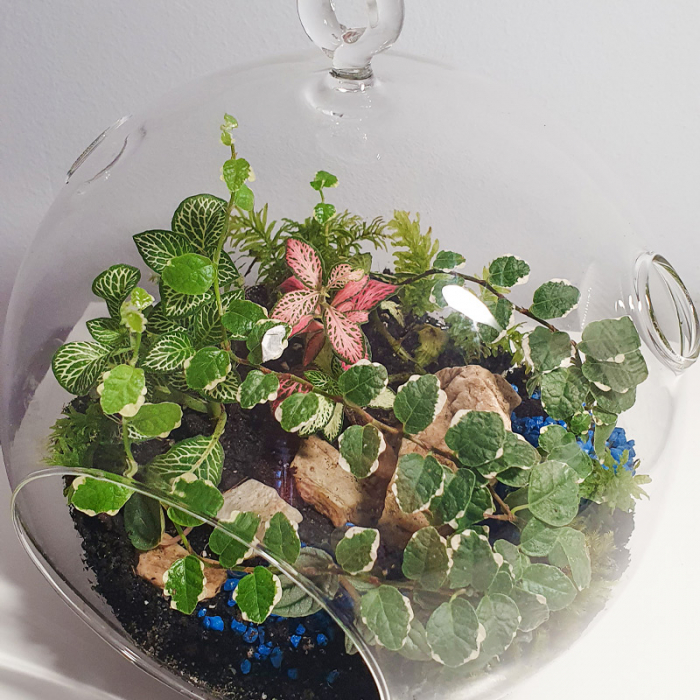 Terariu în vas de sticlă "Cărare ascunsă" DecoTerrarium [2]