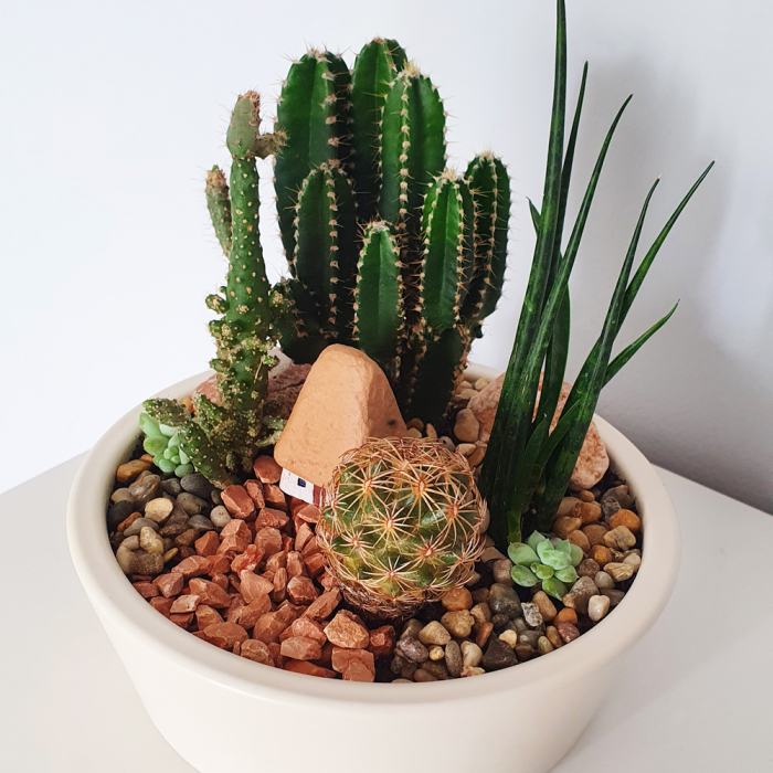 Terariu în vas de ceramică "Căsuță ceramică și cactuși" [3]
