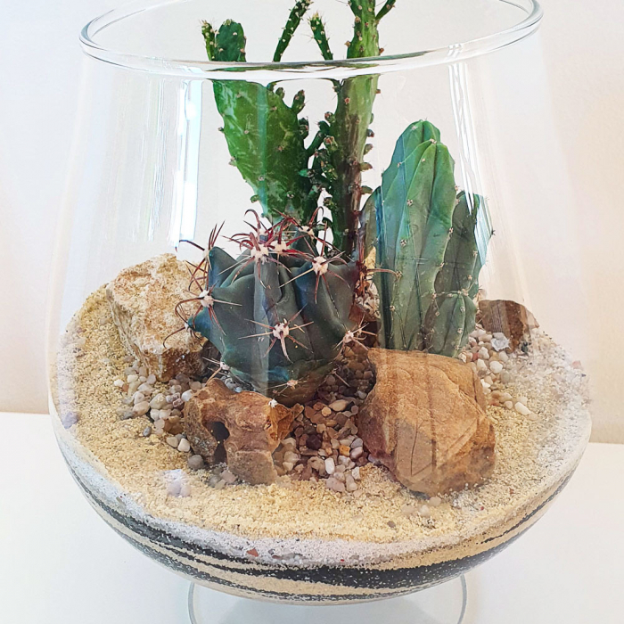 Terariu în vas de sticlă deschis "Deșert 2" DecoTerrarium [3]