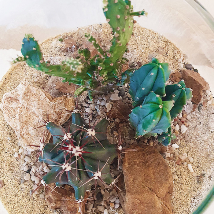 Terariu în vas de sticlă deschis "Deșert 2" DecoTerrarium [2]