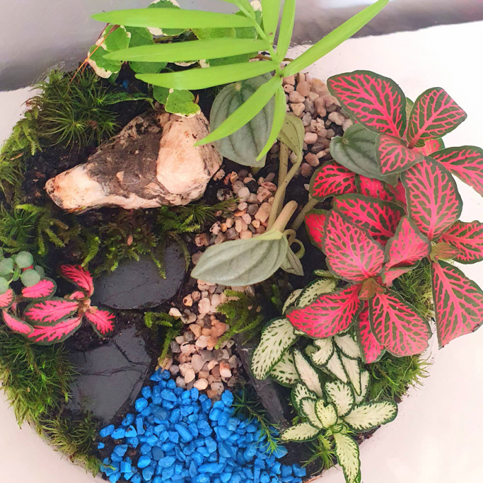 Terariu în vas de sticlă închis "Grădină" DecoTerrarium [3]
