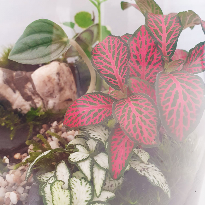 Terariu în vas de sticlă închis "Grădină" DecoTerrarium [2]