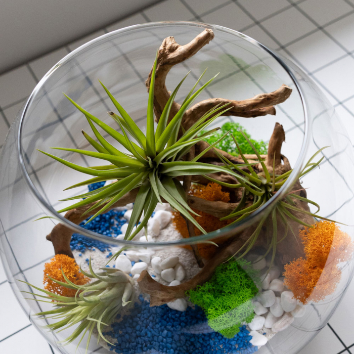 Terariu în vas de sticlă închis mare cu plante aeriene și licheni DecoTerrarium [3]