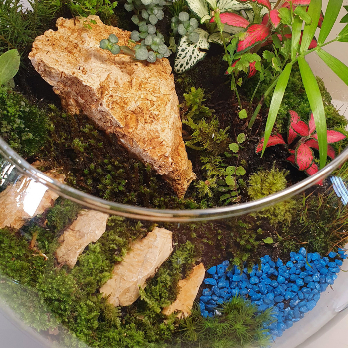 Terariu în vas de sticlă închis peisaj natural "Potecă spre iaz" [4]