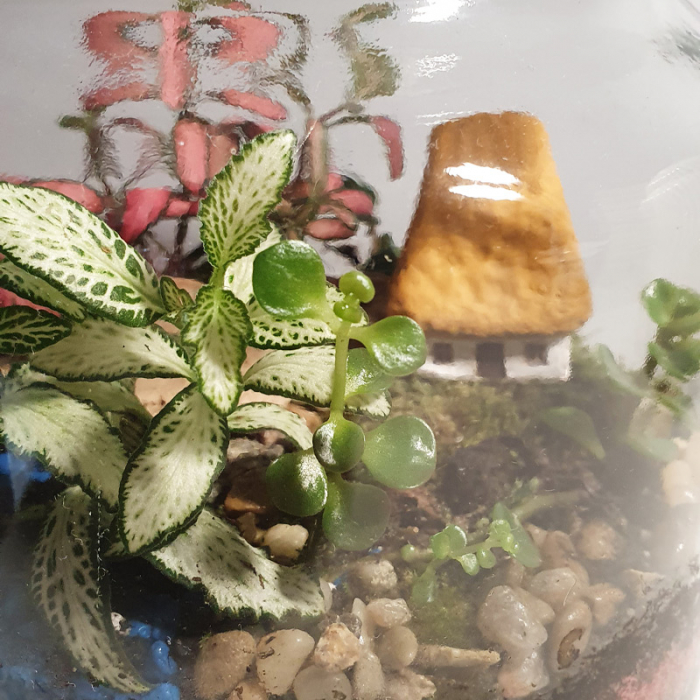 Terariu în vas de sticlă închis "Căsuța din lut" DecoTerrarium [2]