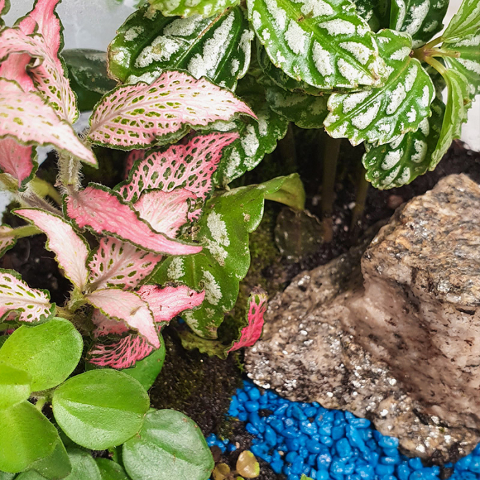 Terariu în vas de sticlă închis "Colț de natură" DecoTerrarium [2]