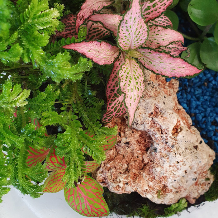 Terariu în vas de sticlă "Peisaj din natură" DecoTerrarium [2]