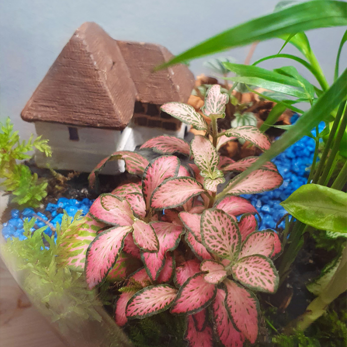 Terariu în vas de sticlă închis "Poveste din junglă" DecoTerrarium [3]