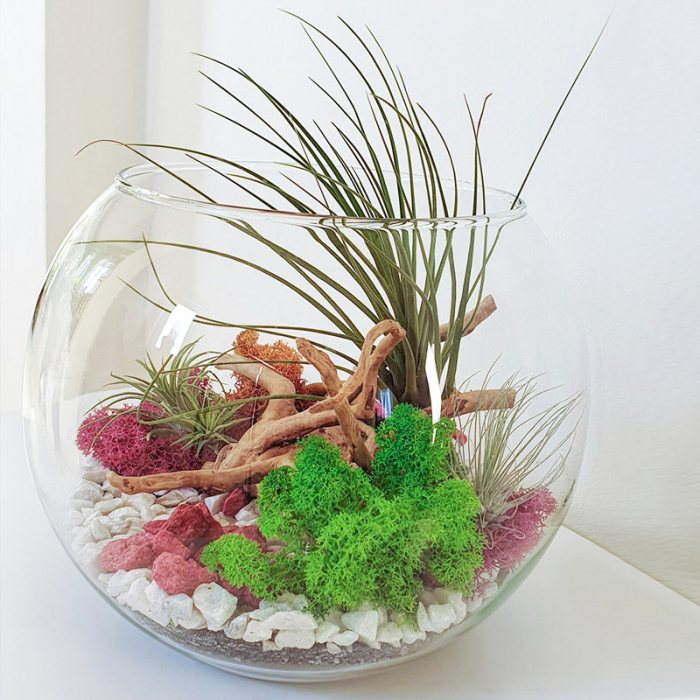 Terariu în vas de sticlă închis mare cu plante aeriene și licheni DecoTerrarium [6]