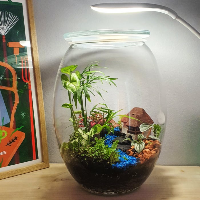 Terariu în vas de sticlă închis "Poveste din junglă" DecoTerrarium [5]
