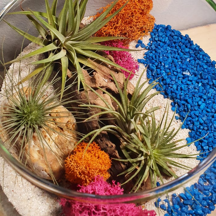 Terariu plante naturale aeriene și licheni colorați [3]