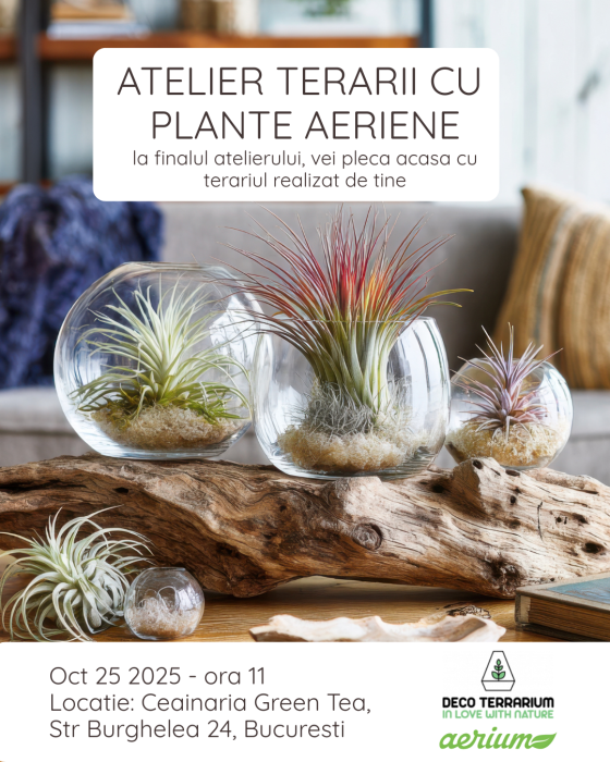 Workshop –Terariu deschis cu plante aeriene “Plajă exotică” - 25 octombrie 2025 [1]