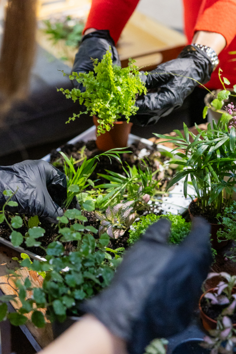 Workshop terrarium  -Magia terariilor închise- 20 septembrie 2025 [5]