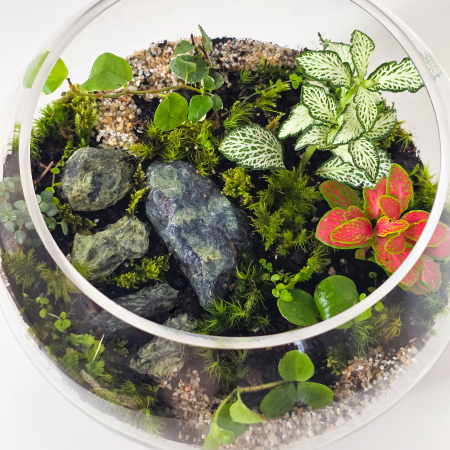 Terariu în vas de sticlă închis peisaj natural  "Un drum de vis" [1]