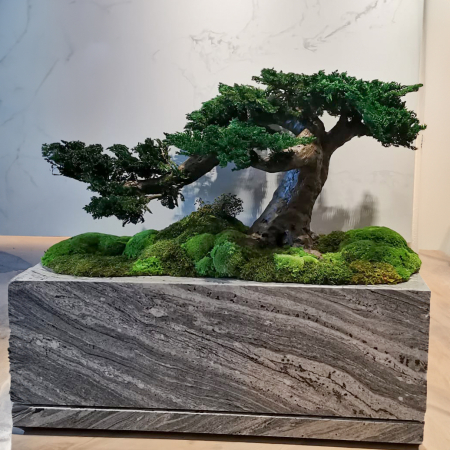 Panouri decorative cu licheni - Bonsai ienupar verde stabilizat cu baza din muschi 100x50x65 cm