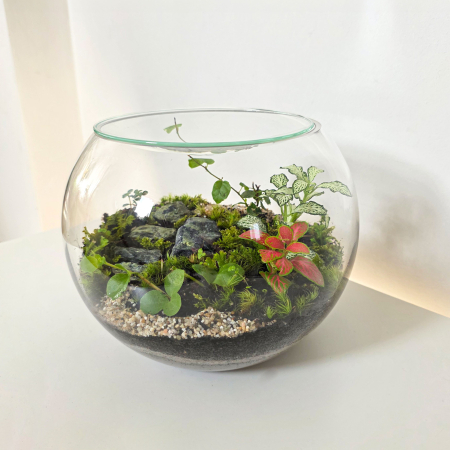 Terariu plante - DecoTerrarium
