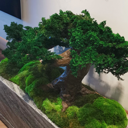 Bonsai ienupar verde stabilizat cu baza din muschi 100x50x65 cm [1]