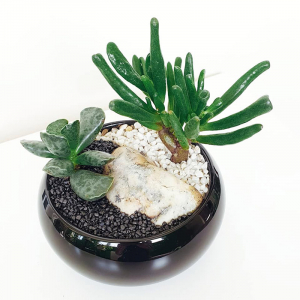 Terariu în vas de ceramică cu plante suculente "Black&White DecoTerrarium