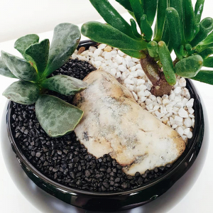 Terariu în vas de ceramică cu plante suculente "Black&White DecoTerrarium [1]