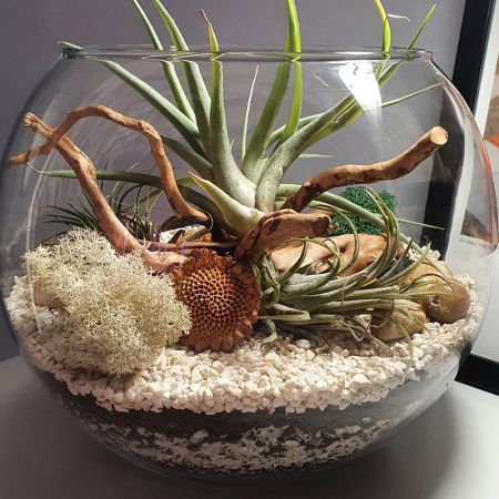 Terariu în vas de sticlă acvariu cu plante aeriene și licheni DecoTerrarium [1]
