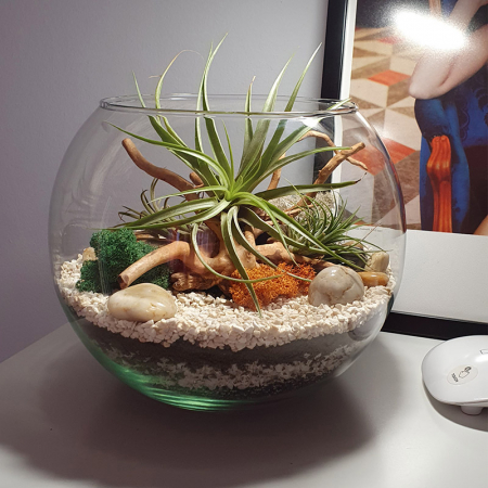 Terarii in vas de sticla - Terariu în vas de sticlă acvariu cu plante aeriene și licheni DecoTerrarium
