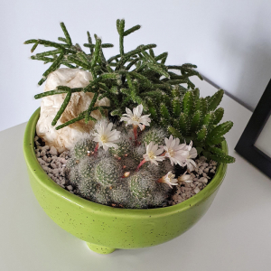 Terariu în vas de ceramică deschis cu cactuși DecoTerrarium