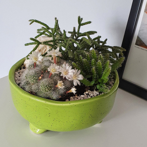 Terariu în vas de ceramică deschis cu cactuși DecoTerrarium [1]