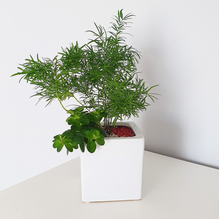 Aranjament in vas de ceramica cu plante naturale [1]