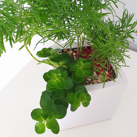 Aranjament in vas de ceramica cu plante naturale [2]