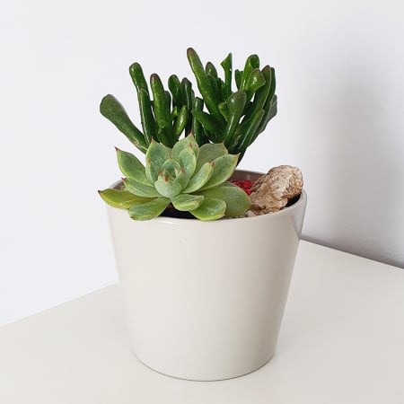 Aranjament in vas de ceramica cu plante suculente [1]